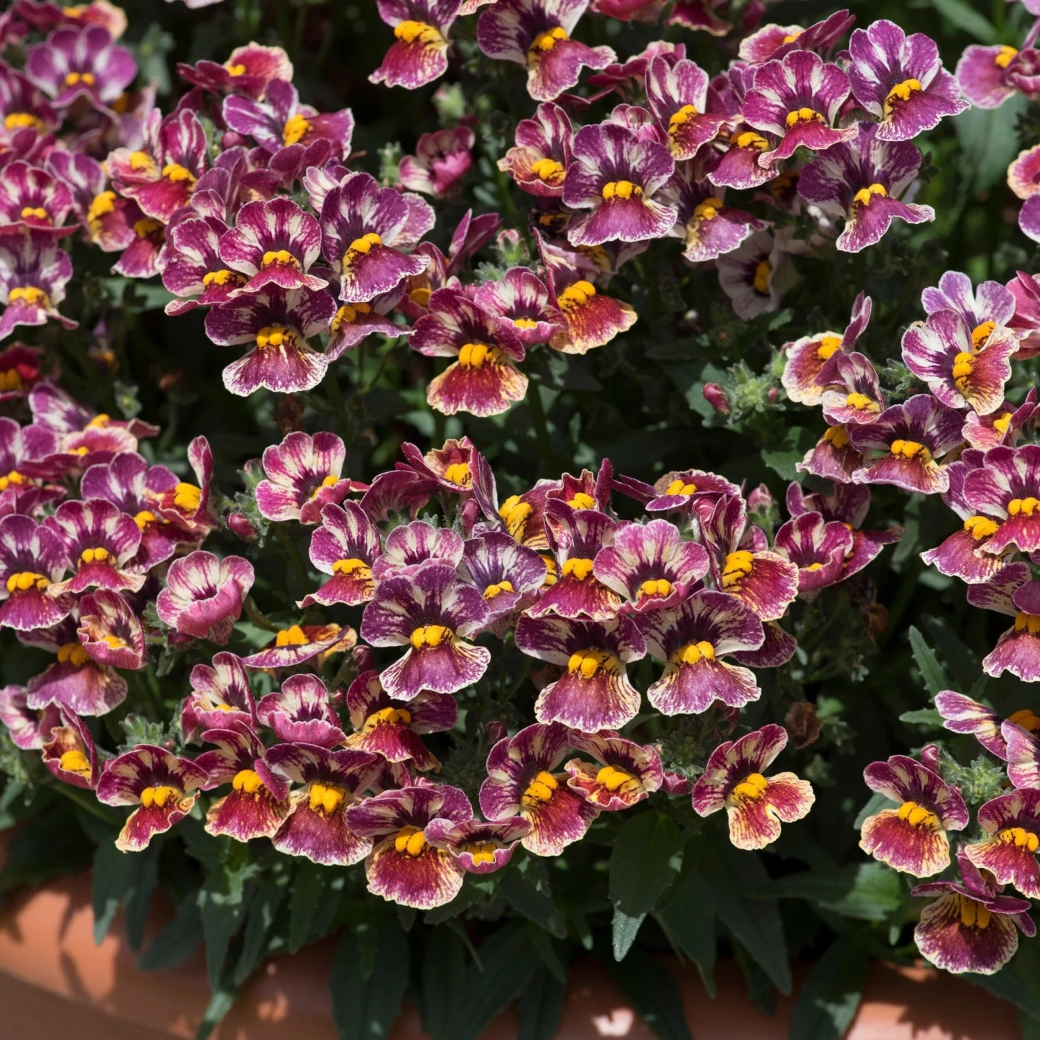 Roots Plants Nemesia Nesia 'Tutti Frutti' Jumbo Plug Plants 8 Roots Plants Nemesia Nesia 'Tutti Frutti' Jumbo Plug Plants