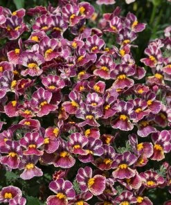 Roots Plants Nemesia Nesia 'Tutti Frutti' Jumbo Plug Plants 14 Roots Plants Nemesia Nesia 'Tutti Frutti' Jumbo Plug Plants