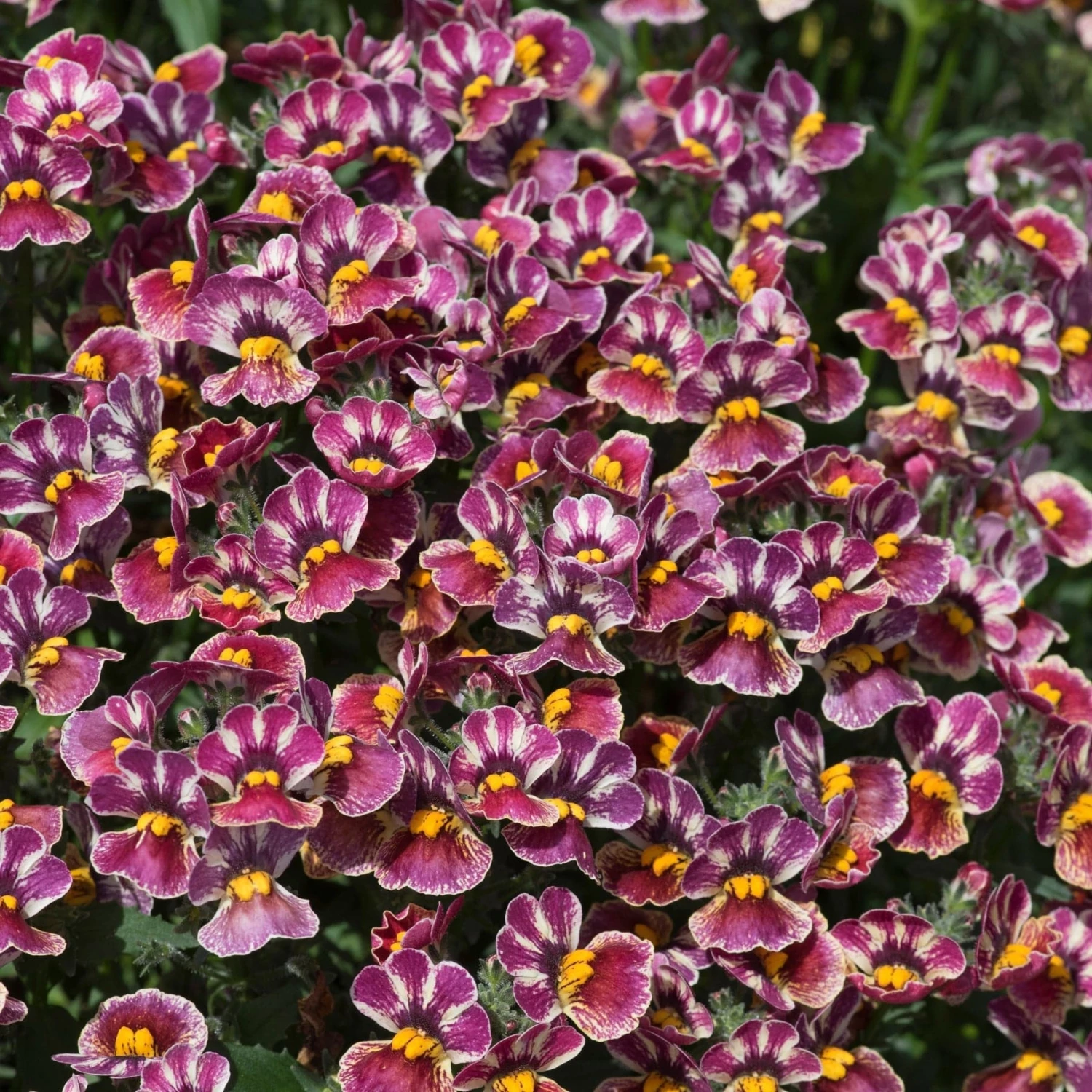 Roots Plants Nemesia Nesia 'Tutti Frutti' Jumbo Plug Plants 7 Roots Plants Nemesia Nesia 'Tutti Frutti' Jumbo Plug Plants