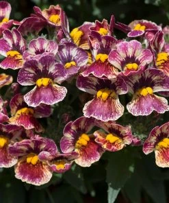 Roots Plants Nemesia Nesia 'Tutti Frutti' Jumbo Plug Plants 13 Roots Plants Nemesia Nesia 'Tutti Frutti' Jumbo Plug Plants