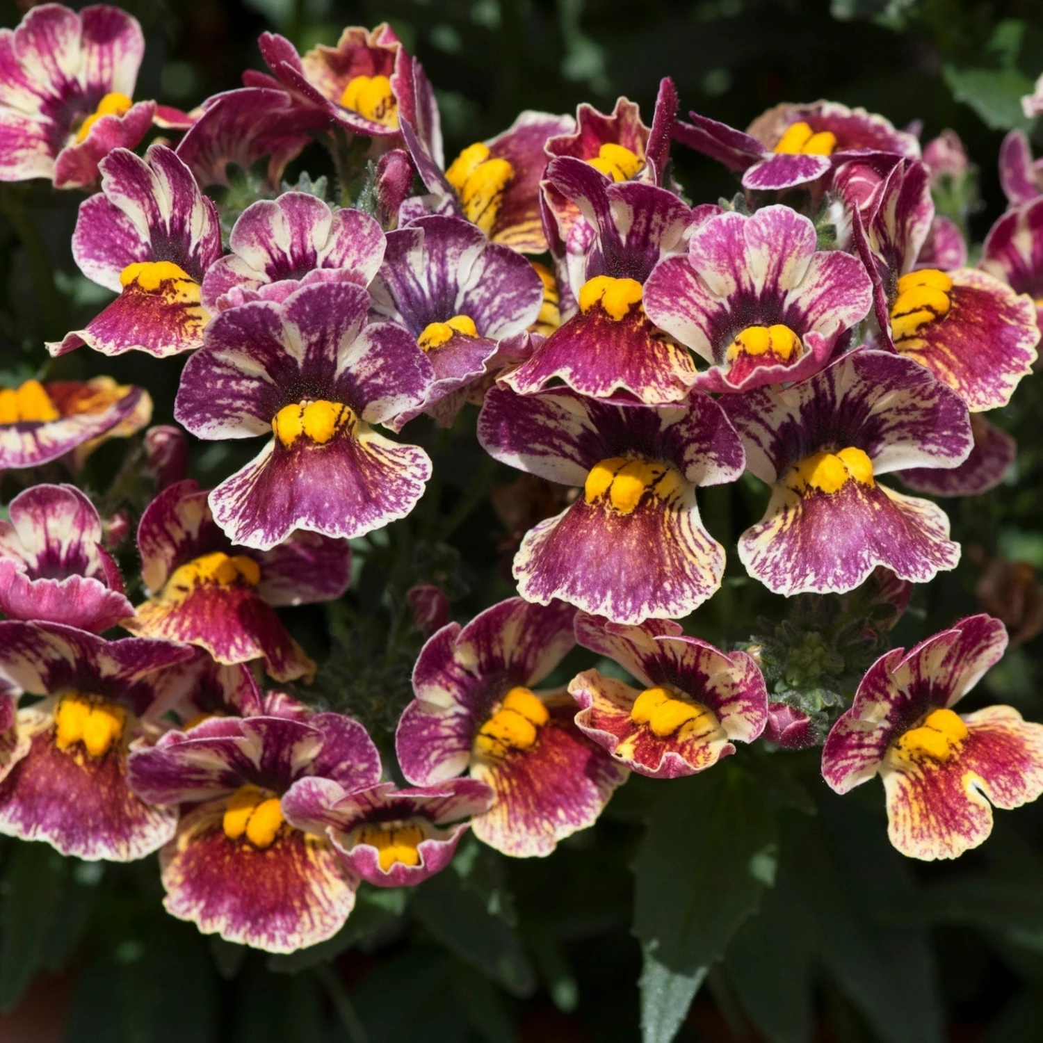 Roots Plants Nemesia Nesia 'Tutti Frutti' Jumbo Plug Plants 6 Roots Plants Nemesia Nesia 'Tutti Frutti' Jumbo Plug Plants