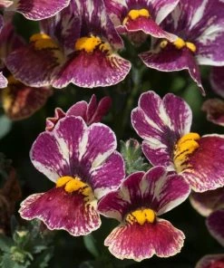 Roots Plants Nemesia Nesia 'Tutti Frutti' Jumbo Plug Plants 12 Roots Plants Nemesia Nesia 'Tutti Frutti' Jumbo Plug Plants