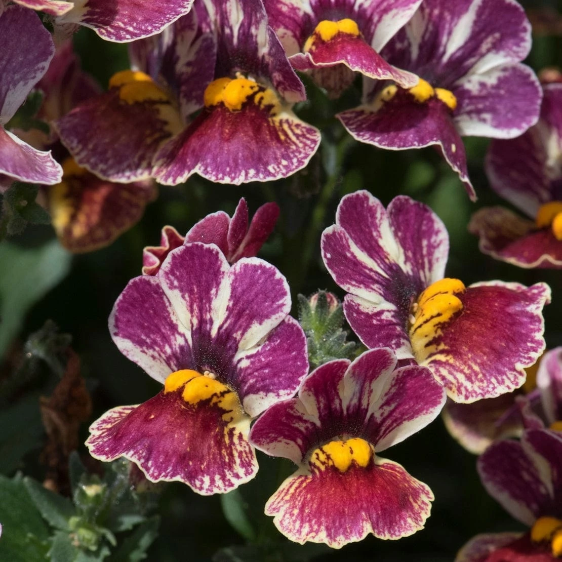Roots Plants Nemesia Nesia 'Tutti Frutti' Jumbo Plug Plants 5 Roots Plants Nemesia Nesia 'Tutti Frutti' Jumbo Plug Plants