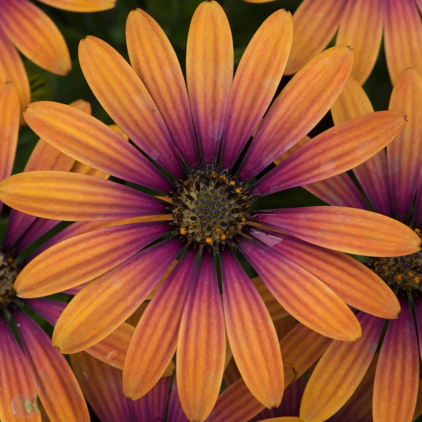 Roots Plants 12 Annuals For Pots | The Amethyst And Topaz Collection | Begonia, Osteospermum & Verbena 4 Roots Plants 12 Annuals For Pots | The Amethyst And Topaz Collection | Begonia, Osteospermum & Verbena