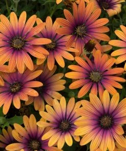 Roots Plants Osteospermum FlowerPower 'Purple Sun' Jumbo Plug Plants 9 Roots Plants Osteospermum FlowerPower 'Purple Sun' Jumbo Plug Plants