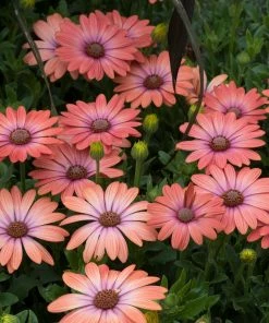 Roots Plants Osteospermum Serenity 'Coral Magic' Jumbo Plug Plants