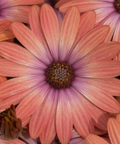 Roots Plants Osteospermum Serenity 'Coral Magic' Jumbo Plug Plants