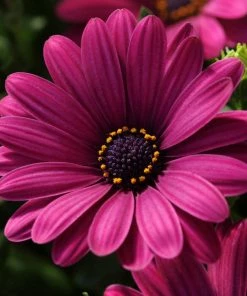 Roots Plants Osteospermum Serenity 'Dark Purple' Jumbo Plug Plants