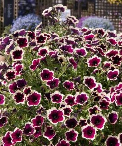 Roots Plants Petunias Petunia Cascadia 'Rim Magenta' Jumbo Plug Plants