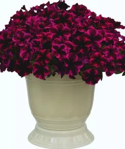 Roots Plants Petunias Petunia Go!tunia 'Cosmic Purple' Jumbo Plug Plants 9 Roots Plants Petunias Petunia Go!tunia 'Cosmic Purple' Jumbo Plug Plants