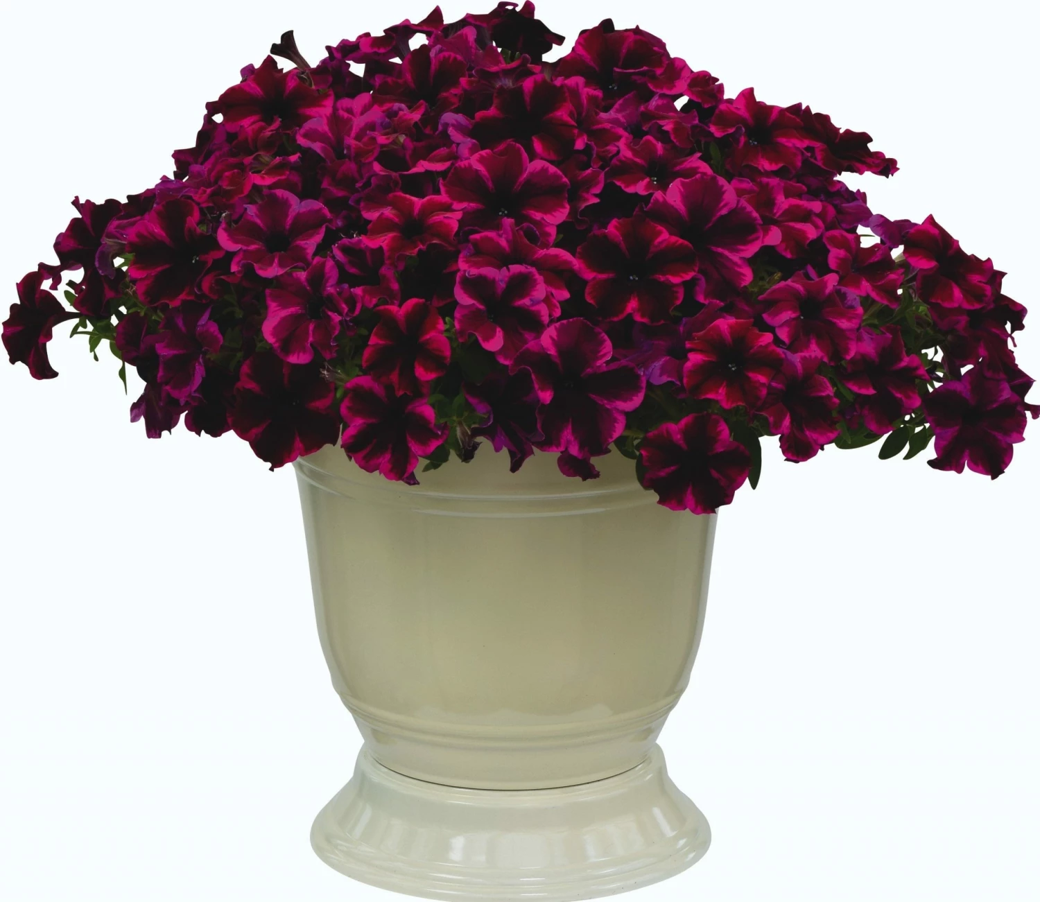 Roots Plants Petunias Petunia Go!tunia 'Cosmic Purple' Jumbo Plug Plants 5 Roots Plants Petunias Petunia Go!tunia 'Cosmic Purple' Jumbo Plug Plants