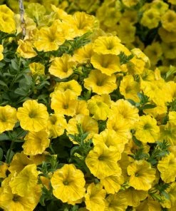 Roots Plants Petunia 'Hello Yellow' Jumbo Plug Plants