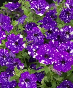 Roots Plants 12 Annuals For Pots | The Mr Blue Sky Collection | Petunia, Osteospermum & Lobelia