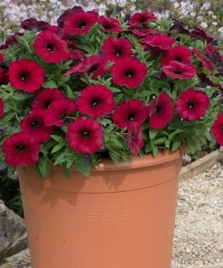 Roots Plants Petunias Petunia Petchoa 'Bordeaux' Jumbo Plug Plants