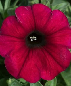 Roots Plants Petunias Petunia Petchoa 'Bordeaux' Jumbo Plug Plants