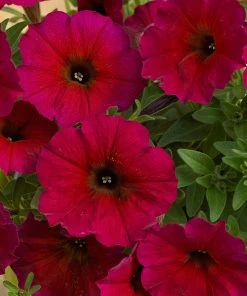 Roots Plants Petunias Petunia Petchoa 'Bordeaux' Jumbo Plug Plants