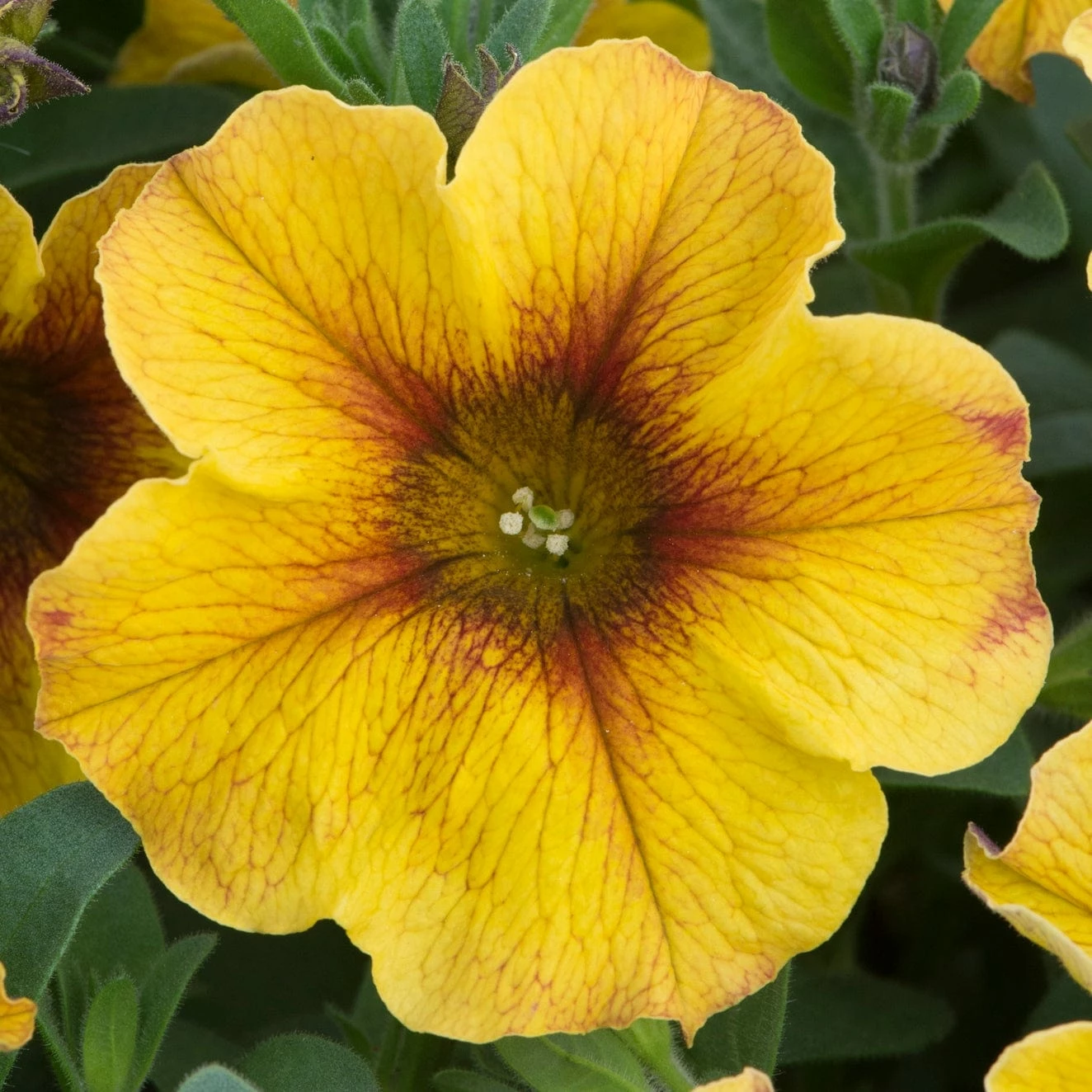 Roots Plants 12 Best Annuals For Hanging Baskets | Sunny Shades | Jumbo Plug Plants Calibrachoas 5 Roots Plants 12 Best Annuals For Hanging Baskets | Sunny Shades | Jumbo Plug Plants Calibrachoas