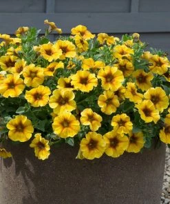 Roots Plants Petunias Petunia Petchoa 'Caramel Yellow' Jumbo Plug Plants