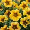 Roots Plants Petunias Petunia Petchoa 'Caramel Yellow' Jumbo Plug Plants