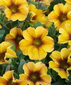 Roots Plants Petunias Petunia Petchoa 'Caramel Yellow' Jumbo Plug Plants