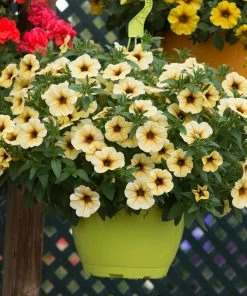 Roots Plants Petunia Petchoa 'French Vanilla' Jumbo Plug Plants Petunias