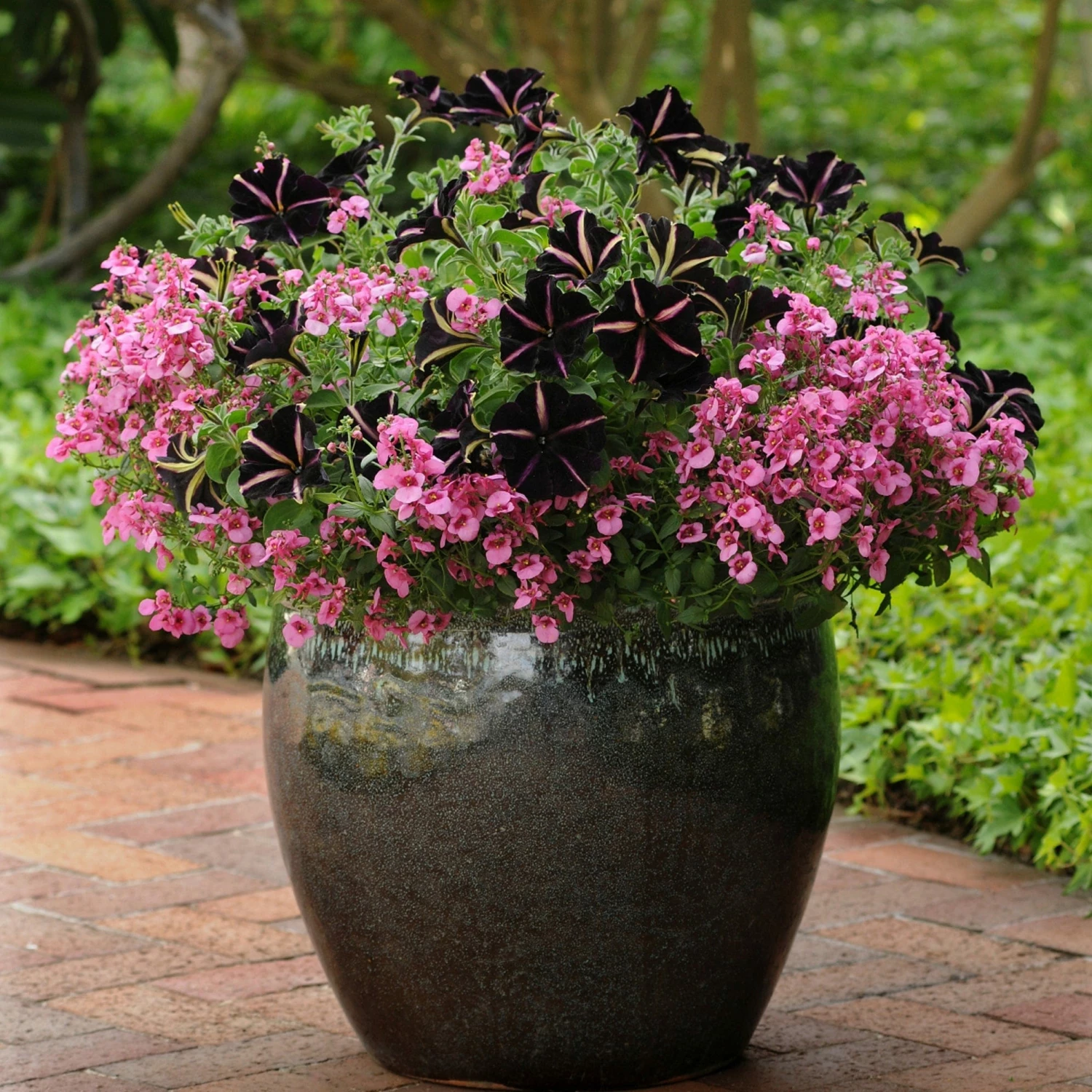 Roots Plants Petunias Petunia 'Pinstripe' Jumbo Plug Plants 3 Roots Plants Petunias Petunia 'Pinstripe' Jumbo Plug Plants