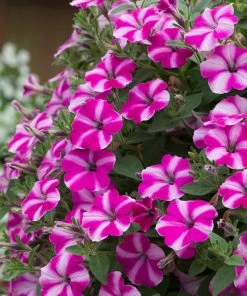 Roots Plants Petunia 'Raspberry Star' Jumbo Plug Plants