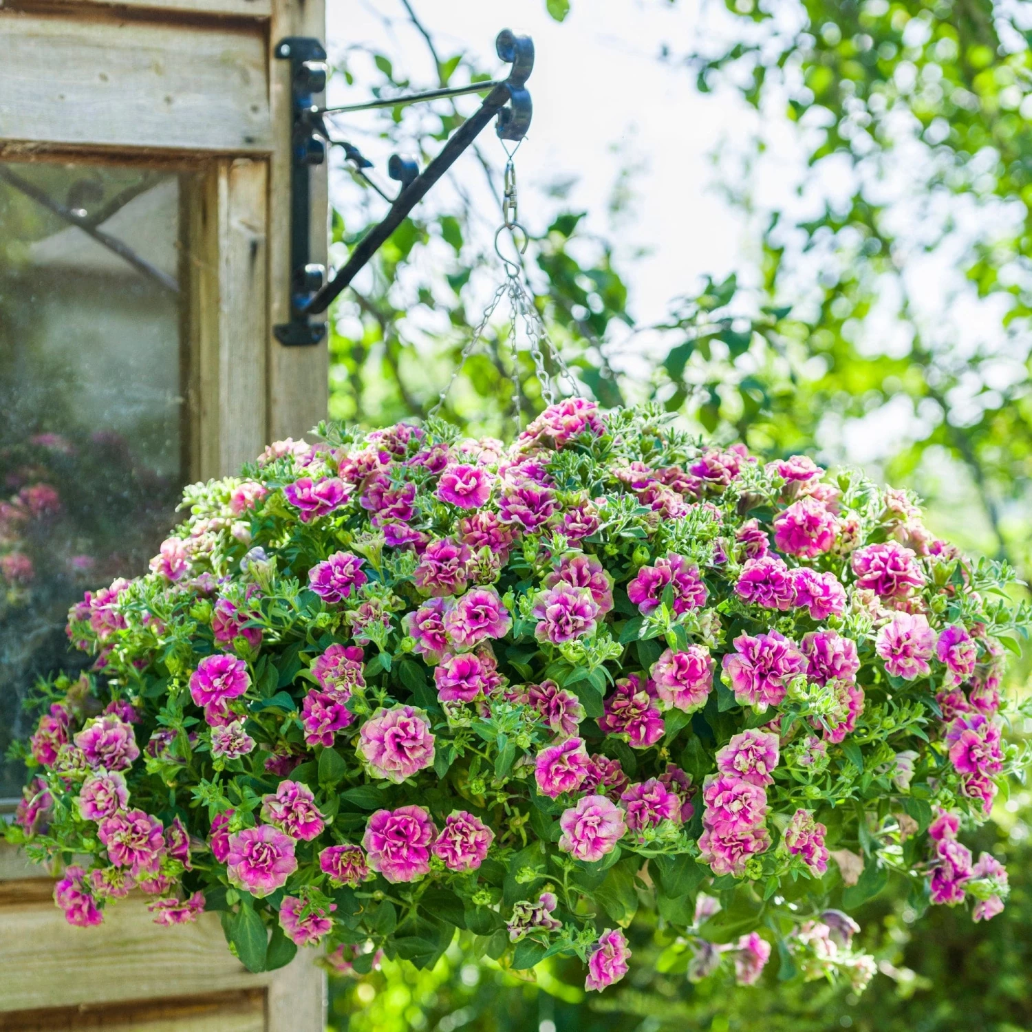 Roots Plants Petunia Tumbelina 'Darcey Rosa' Jumbo Plug Plants Petunias 4 Roots Plants Petunia Tumbelina 'Darcey Rosa' Jumbo Plug Plants Petunias