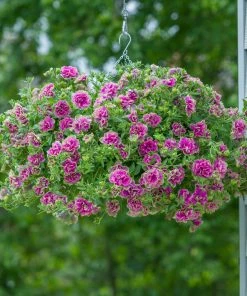 Roots Plants Petunia Tumbelina'Darcey Rosa' Jumbo Plug Plants Petunias