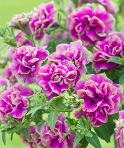 Roots Plants Petunia Tumbelina 'Darcey Rosa' Jumbo Plug Plants Petunias 14 Roots Plants Petunia Tumbelina 'Darcey Rosa' Jumbo Plug Plants Petunias