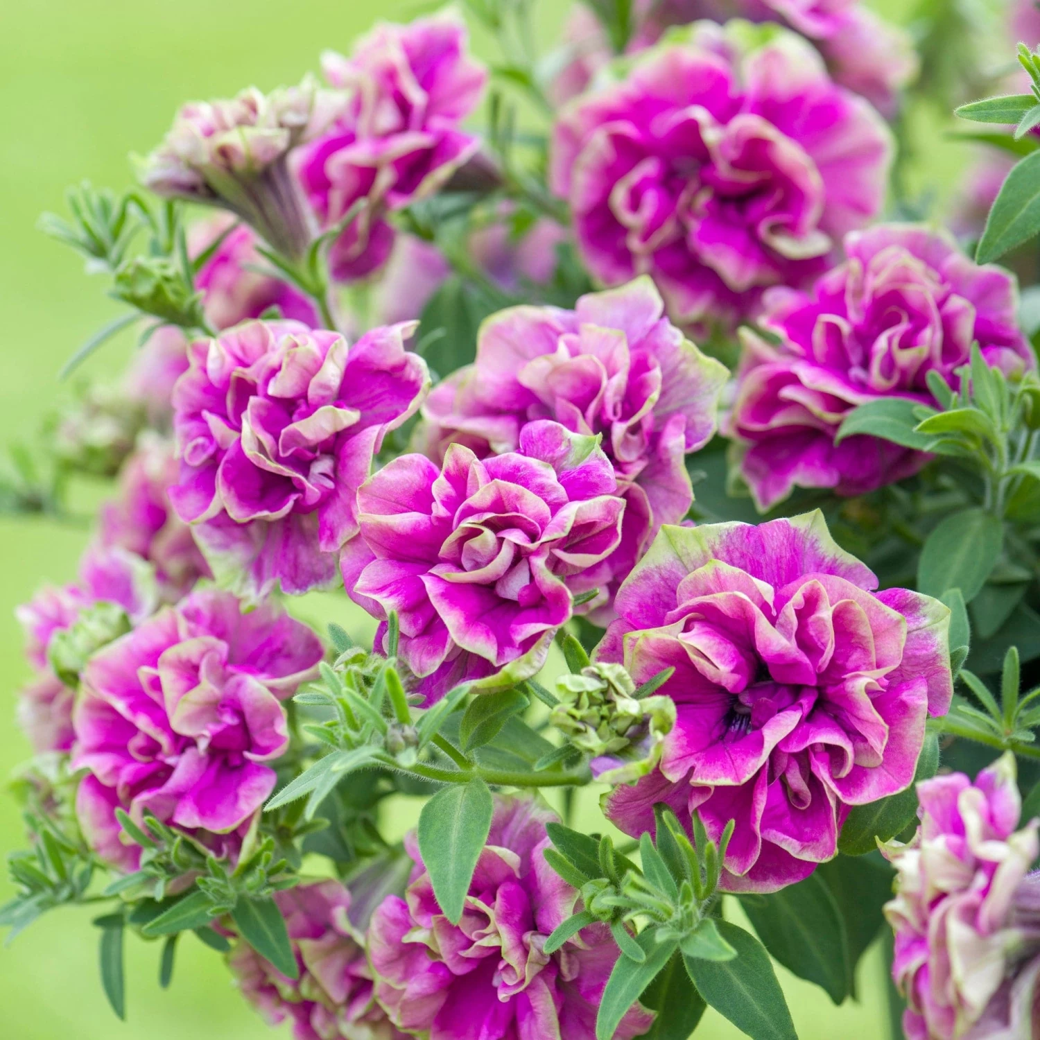 Roots Plants Petunia Tumbelina 'Darcey Rosa' Jumbo Plug Plants Petunias 8 Roots Plants Petunia Tumbelina 'Darcey Rosa' Jumbo Plug Plants Petunias