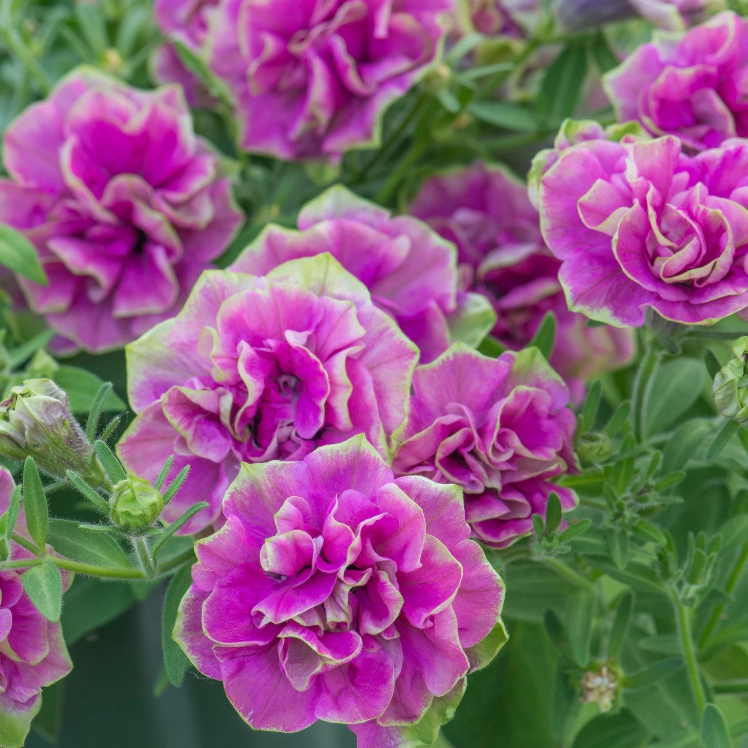 Roots Plants Petunia Tumbelina 'Darcey Rosa' Jumbo Plug Plants Petunias 7 Roots Plants Petunia Tumbelina 'Darcey Rosa' Jumbo Plug Plants Petunias