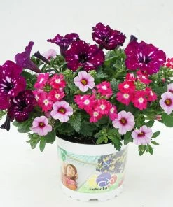 Roots Plants Petunias Cherry Kiss Improved' Jumbo Trixi Plug Plants