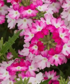 Roots Plants Verbena 'Sparkle Dark Pink' Jumbo Plug Plants Verbenas