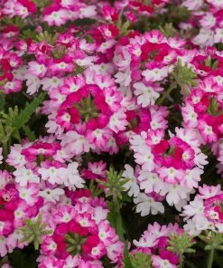 Roots Plants Verbena 'Sparkle Dark Pink' Jumbo Plug Plants Verbenas