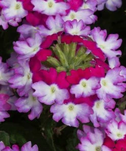 Roots Plants Verbena 'Sparkle Purple Blues' Jumbo Plug Plants 8 Roots Plants Verbena 'Sparkle Purple Blues' Jumbo Plug Plants