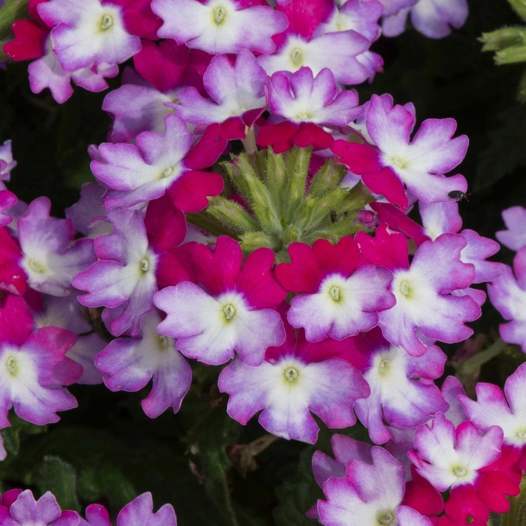 Roots Plants Verbena 'Sparkle Purple Blues' Jumbo Plug Plants 5 Roots Plants Verbena 'Sparkle Purple Blues' Jumbo Plug Plants