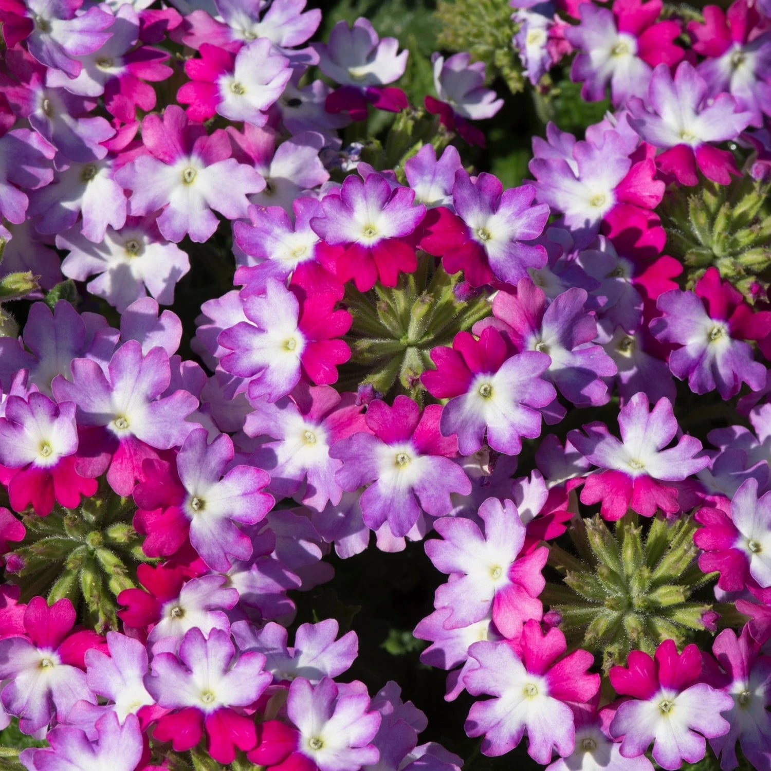 Roots Plants Verbena 'Sparkle Purple Blues' Jumbo Plug Plants 4 Roots Plants Verbena 'Sparkle Purple Blues' Jumbo Plug Plants