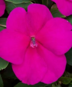 Roots Plants Busy Lizzie Instant Designer Hanging Basket | Impatiens 'Beacon'