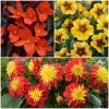 Roots Plants Dahlias 12 Annuals For Pots | The Waterloo Sunset Collection | Petunia, Dahlia & Begonia