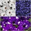 Roots Plants 12 Annuals For Pots | The Mr Blue Sky Collection | Petunia, Osteospermum & Lobelia 1 Roots Plants 12 Annuals For Pots | The Mr Blue Sky Collection | Petunia, Osteospermum & Lobelia