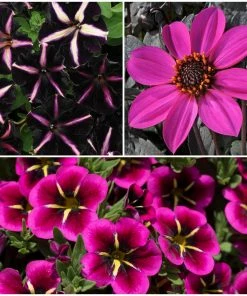Roots Plants 12 Annuals For Hanging Baskets | The Dark Side Of The Moon Collection | Calibrachoa, Petunia & Dahlia Dahlias
