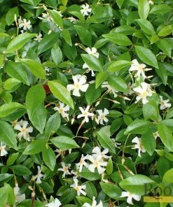 Roots Plants Chinese Jasmine | Trachelospermum 'Asiaticum' | On A 90cm Cane In A 3L Pot 7 Roots Plants Chinese Jasmine | Trachelospermum 'Asiaticum' | On A 90cm Cane In A 3L Pot