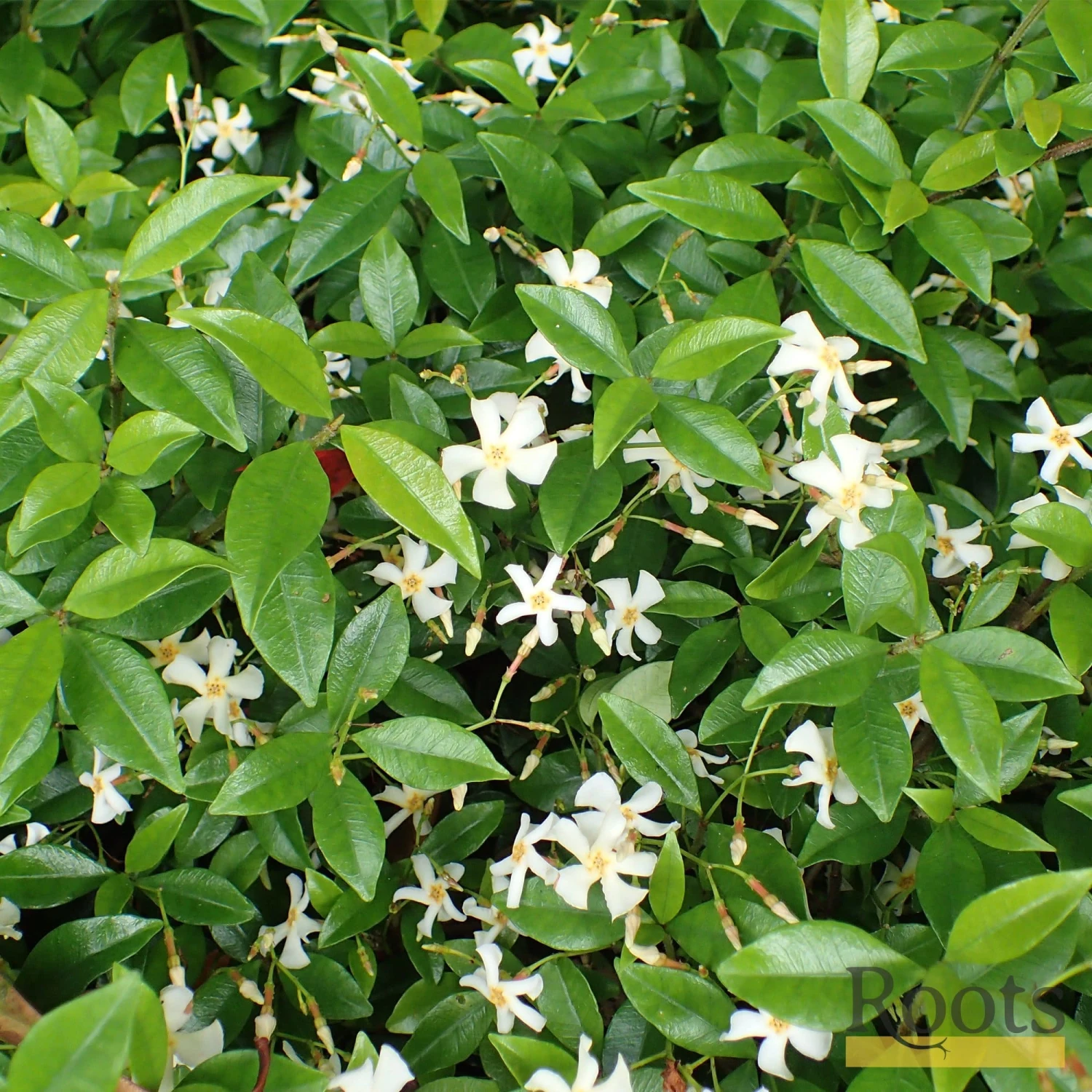 Roots Plants Chinese Jasmine | Trachelospermum 'Asiaticum' | On A 90cm Cane In A 3L Pot 5 Roots Plants Chinese Jasmine | Trachelospermum 'Asiaticum' | On A 90cm Cane In A 3L Pot