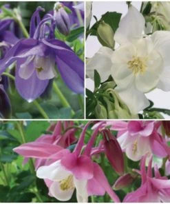 Roots Plants 6 Aquilegia Spring Magic Collection 10.5cm Perennials