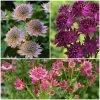 Roots Plants 6 Astrantia 'The Italian Collection' 1L Pot Perennials