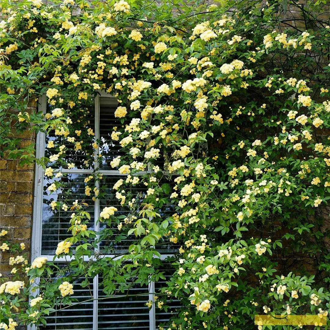 Roots Plants Rosa Banksiae 'Lutea' | Rambling Rose | On A 90cm Cane In A 3L Pot 5 Roots Plants Rosa Banksiae 'Lutea' | Rambling Rose | On A 90cm Cane In A 3L Pot