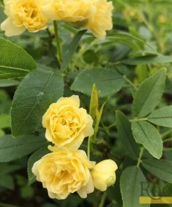 Roots Plants Rosa Banksiae 'Lutea' | Rambling Rose | On A 90cm Cane In A 3L Pot 9 Roots Plants Rosa Banksiae 'Lutea' | Rambling Rose | On A 90cm Cane In A 3L Pot