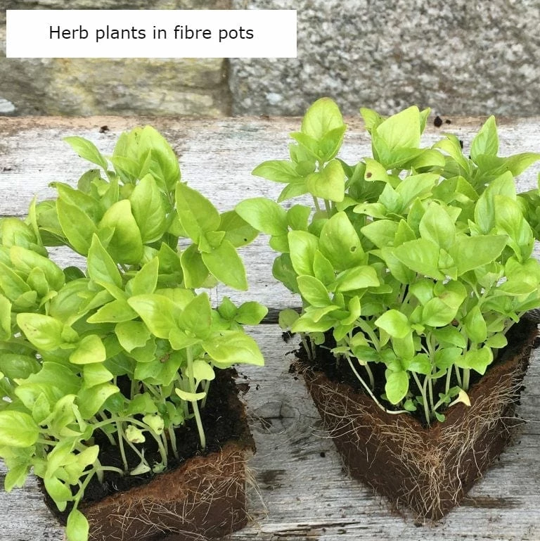 Roots Plants Perennials Barbeque Rosemary Plant | 3L Pot 6 Roots Plants Perennials Barbeque Rosemary Plant | 3L Pot