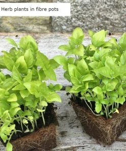 Roots Plants 3 Organic Vietnamese Coriander Plants Herbs